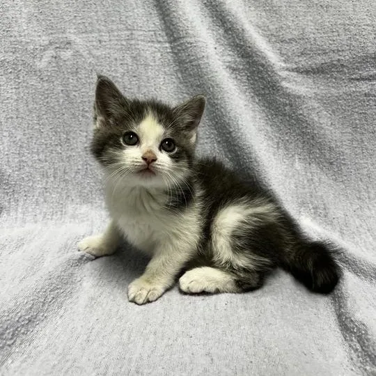 A baby medium-sized female Gray / Blue / Silver Domestic Long Hair cat named Cleo for adoption in Jackson, MI