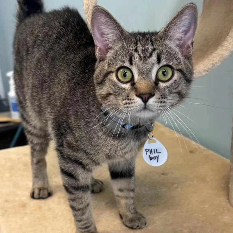 A young small-sized male Gray / Blue / Silver Domestic Short Hair cat named Phil Nelson for adoption in Merrifield, VA