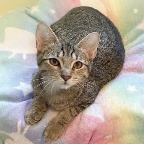 A baby small-sized female Tabby (Brown / Chocolate) Domestic Short Hair cat named Sugar for adoption in Tampa, FL