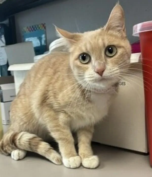 An adult small-sized female Domestic Short Hair cat named My Melody for adoption in Salt Lake City, UT