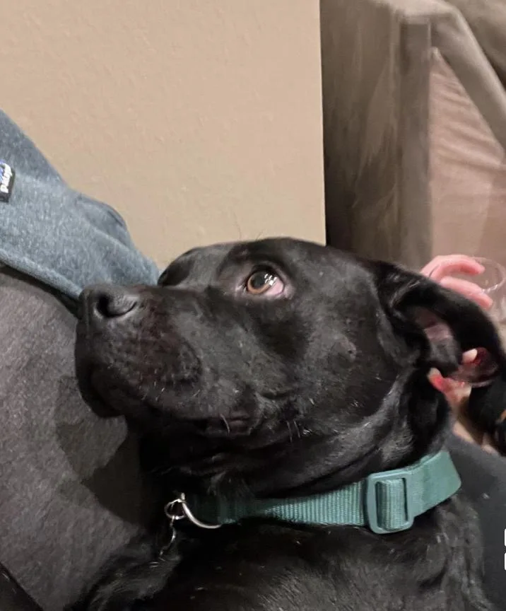 Hi  I'm Mister thumbnail 5