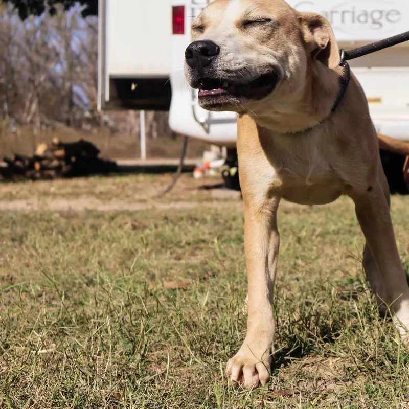 Sandler Jum thumbnail 4