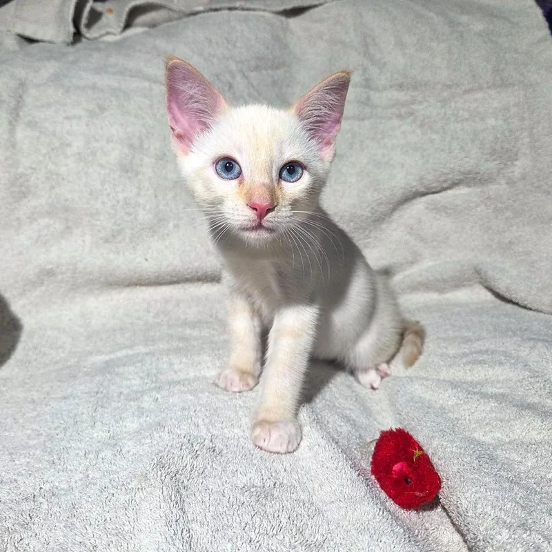 A baby small-sized male White Domestic Short Hair cat named Frosty for adoption in San Diego, CA