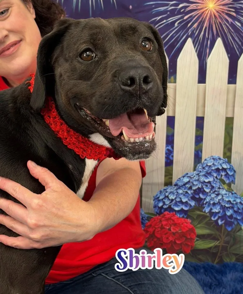 An adult medium-sized female Black Mixed Breed dog named Shirley for adoption in Flint, MI