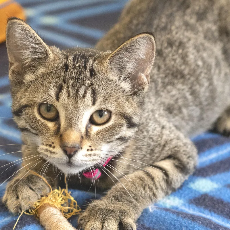 A baby medium-sized female Tabby (Brown / Chocolate) Domestic Short Hair cat named Ultraviolet for adoption in Pontiac, MI