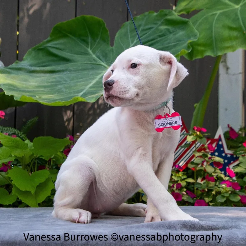 A baby small-sized female White / Cream Labrador Retriever dog named Sooners for adoption in Wake Forest, NC