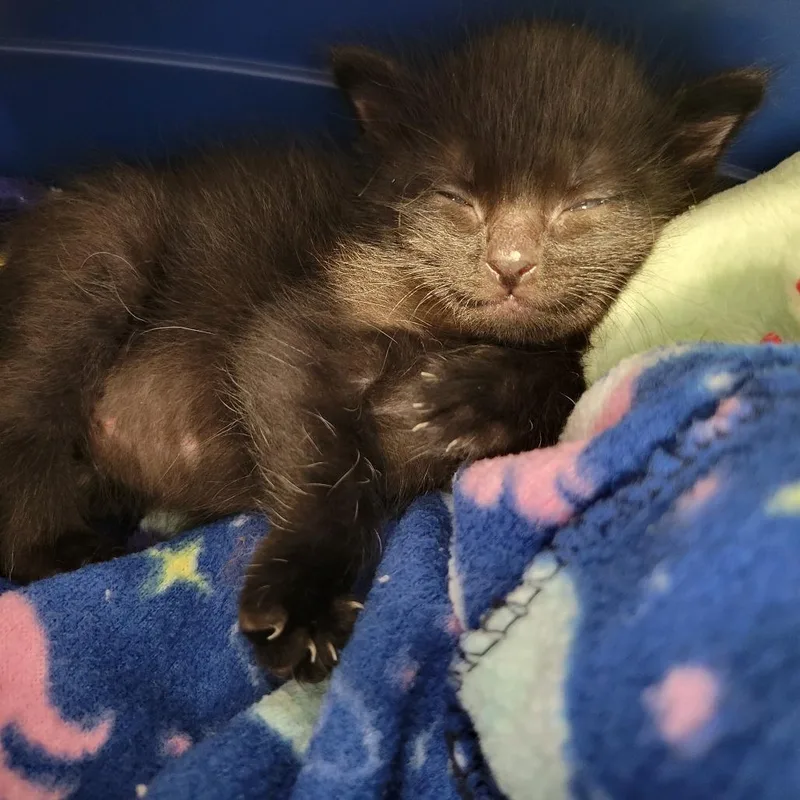 A baby small-sized female Black Domestic Short Hair cat named Biscuit Baker for adoption in Abilene, TX