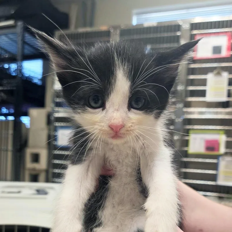 A baby small-sized male Black Domestic Short Hair cat named Origami for adoption in Plover, WI