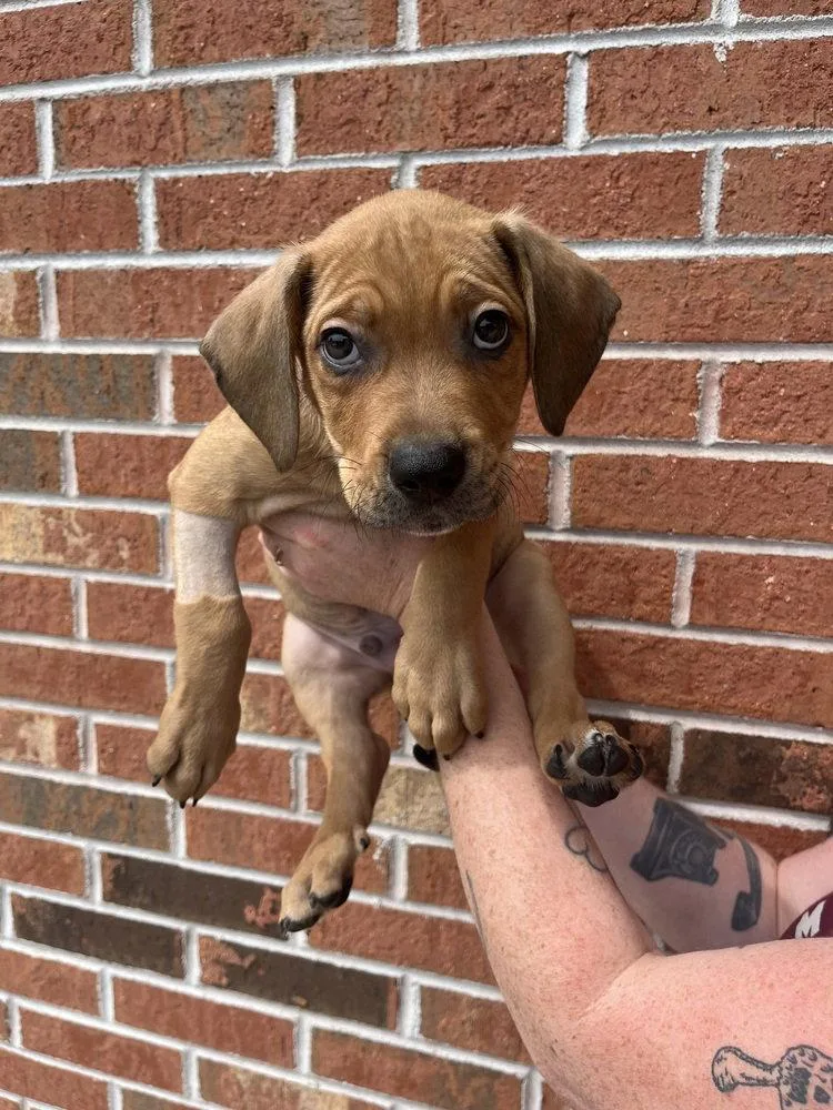 A baby medium-sized male Terrier dog named Argos for adoption in Candler, NC