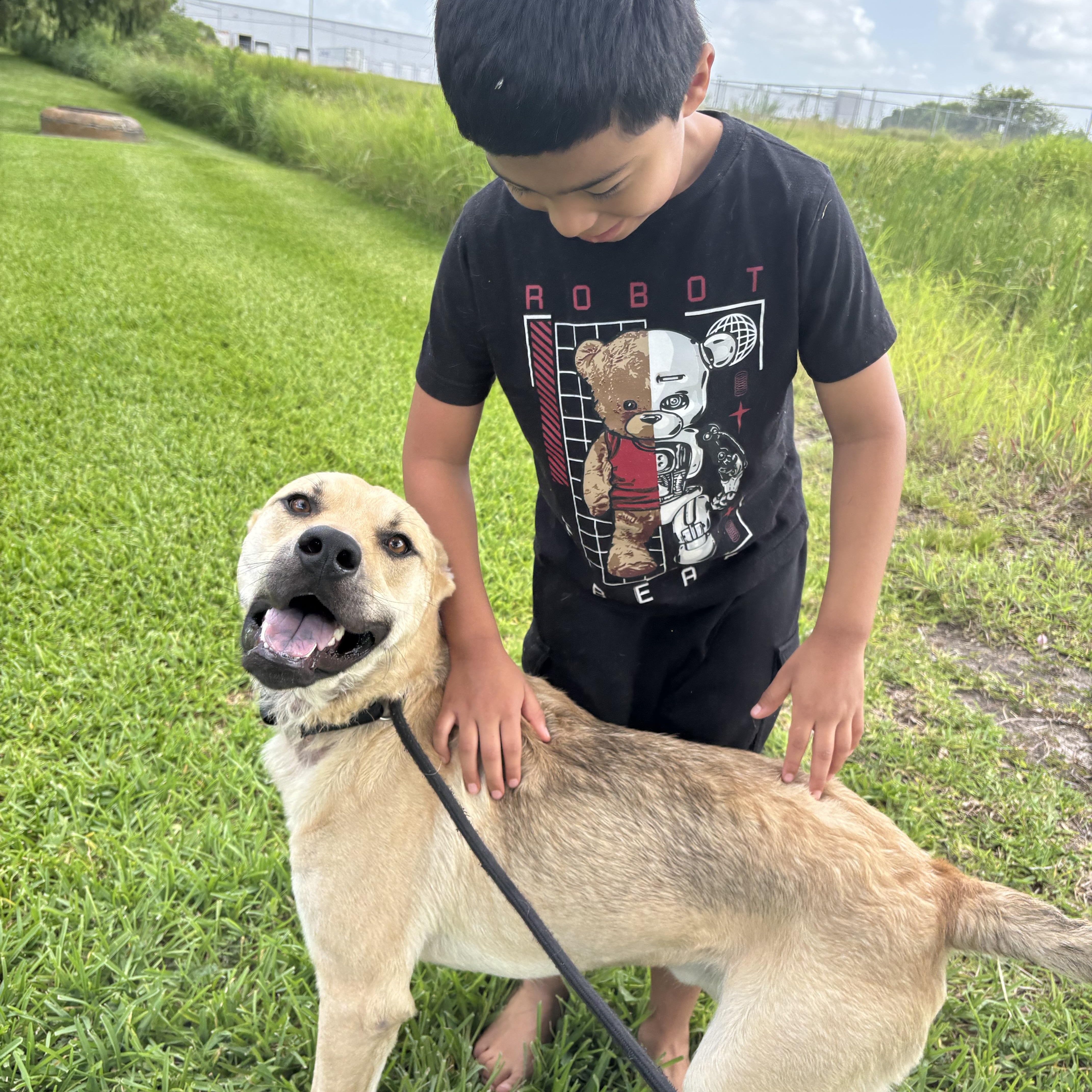 A young medium-sized male Mixed Breed dog named Samwise for adoption in Pearland, TX