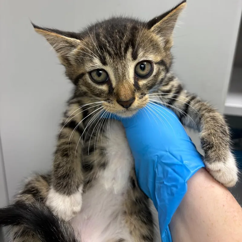 A baby medium-sized male Brown / Chocolate Domestic Short Hair cat named Tommy for adoption in Columbiana, AL