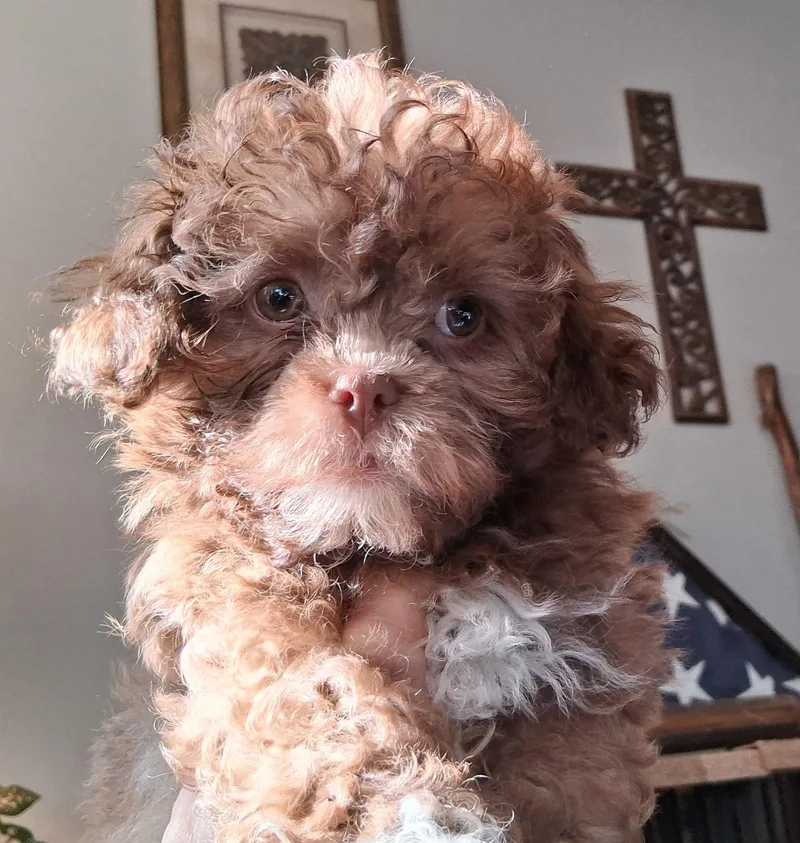 A baby small-sized female Brown / Chocolate Shih Tzu dog named Indy for adoption in Staatsburg, NY
