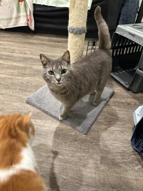 Zangoose thumbnail 2