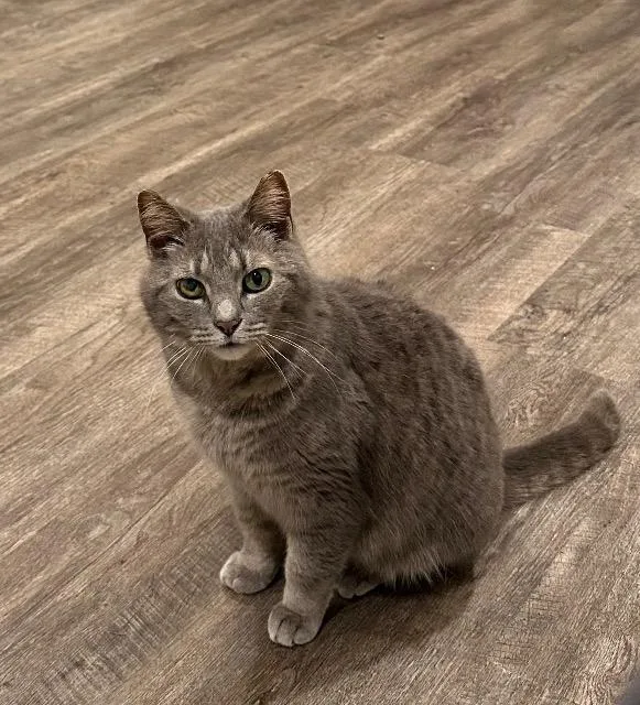 Zangoose thumbnail 3