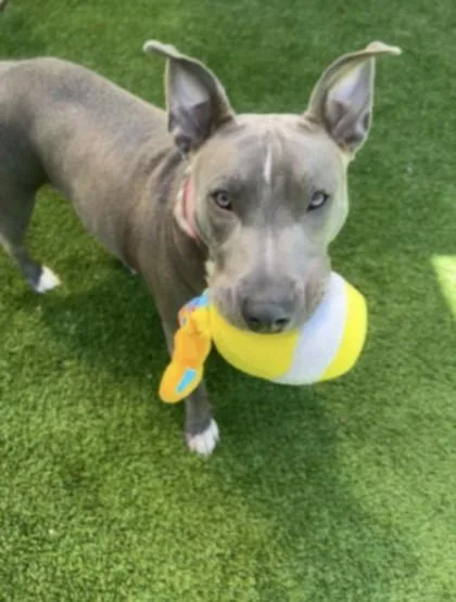 A young large-sized female Pit Bull Terrier dog named Baby Girl for adoption in Chatsworth, CA