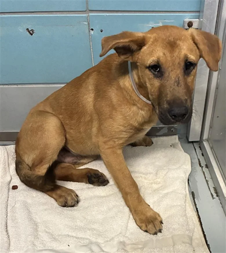 A baby small-sized male Labrador Retriever dog named Banjo for adoption in Houston, TX