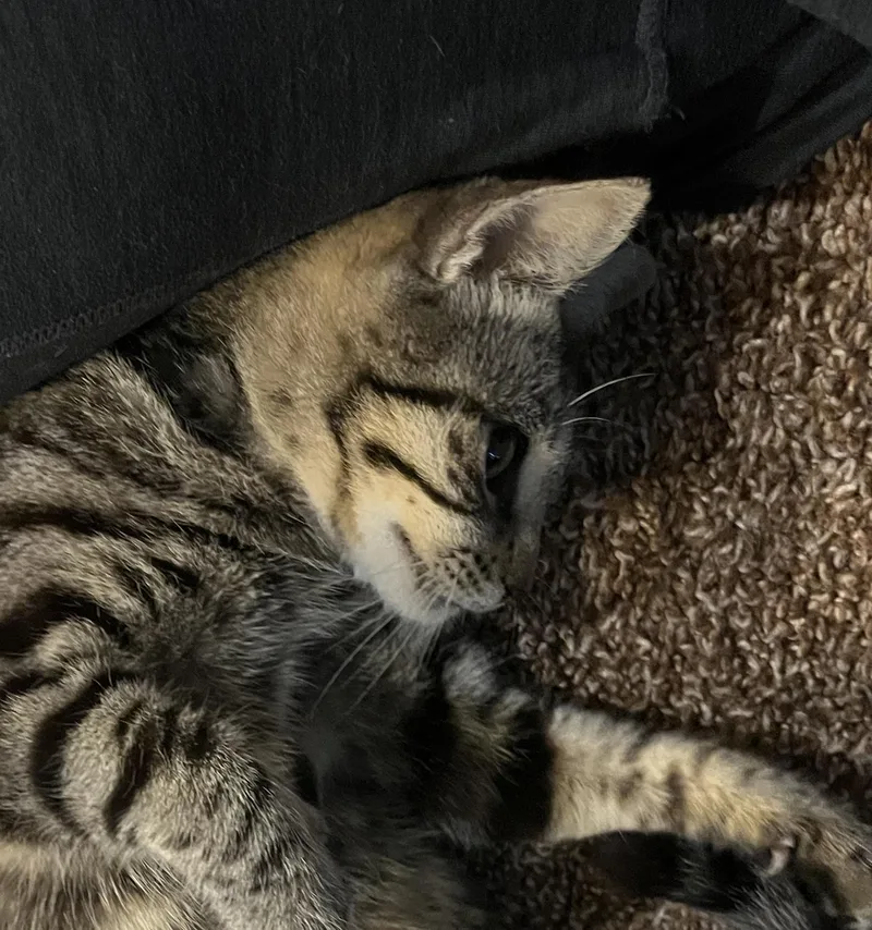 A baby small-sized female Tabby (Buff / Tan / Fawn) Domestic Short Hair cat named Keller for adoption in Liverpool, TX