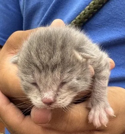 A baby medium-sized unknown Domestic Short Hair cat named Banjo for adoption in Gainesville, FL