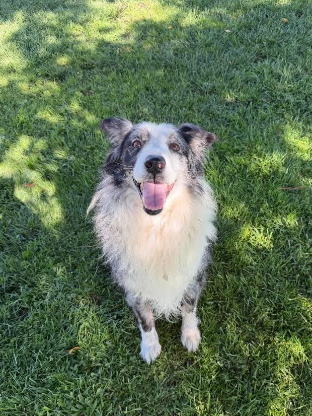 An adult large-sized male Gray / Blue / Silver Australian Shepherd dog named Oscar for adoption in Oakdale, CA