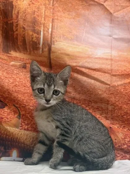 A baby medium-sized male Domestic Short Hair cat named Cricket for adoption in San Antonio, TX