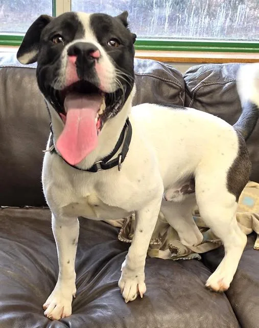 A young large-sized male Pit Bull Terrier dog named Ronnie for adoption in Anchorage, AK
