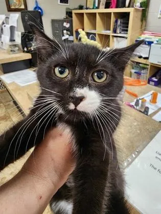 A baby small-sized male Domestic Medium Hair cat named Louie $ for adoption in Seneca, SC