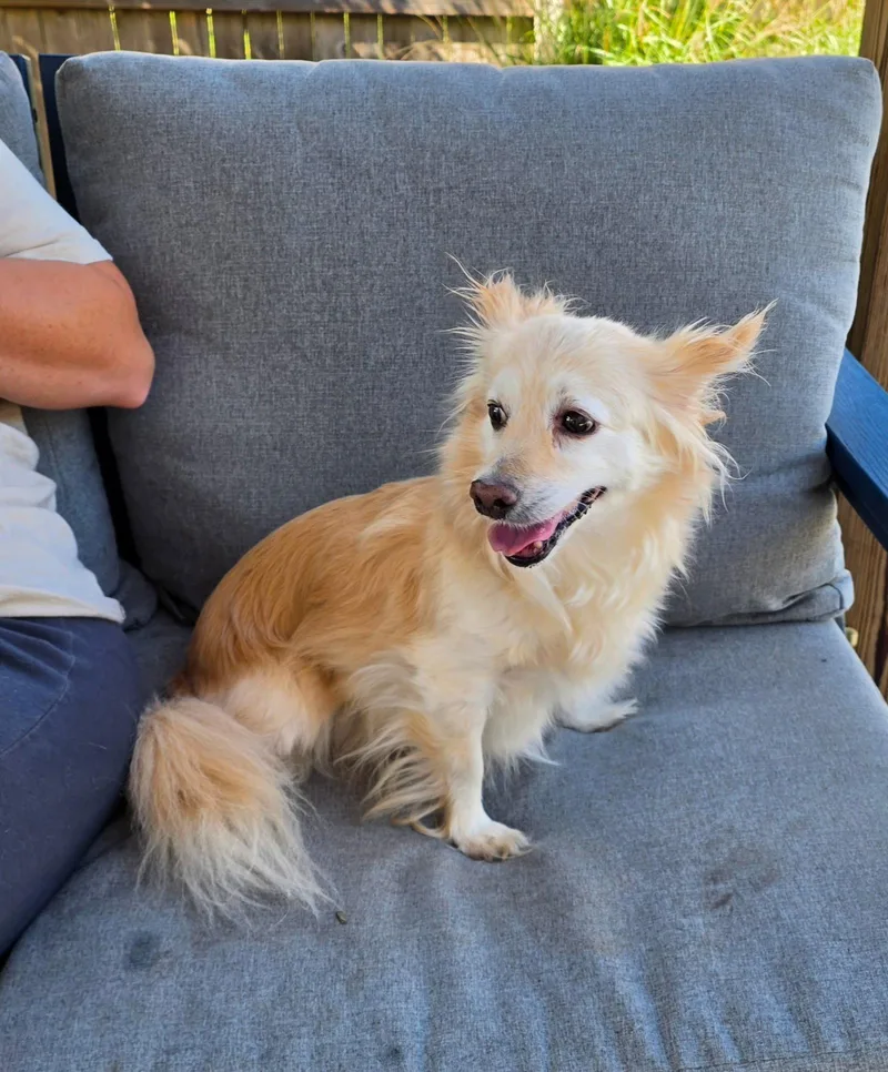 An adult small-sized female Chihuahua dog named Angel for adoption in Virginia Beach, VA