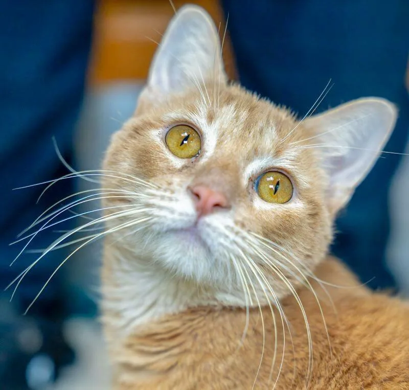Taj