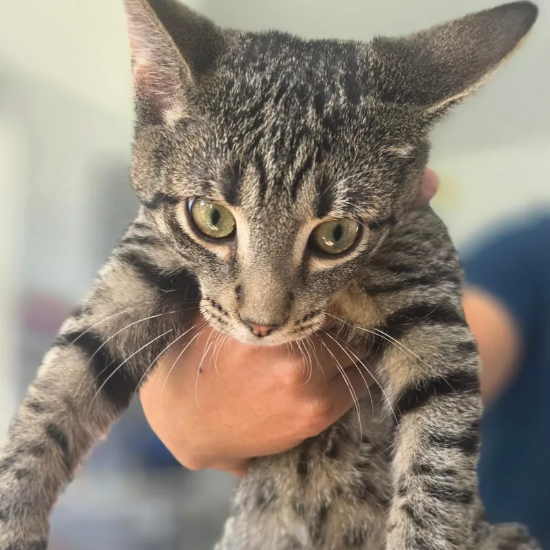 A baby medium-sized male Brown / Chocolate Domestic Short Hair cat named Hershey for adoption in Chapel Hill, NC