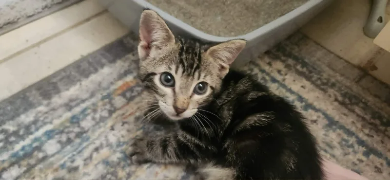 A baby medium-sized female Tabby (Gray / Blue / Silver) Tabby cat named Athena And Thea for adoption in Spring Branch, TX