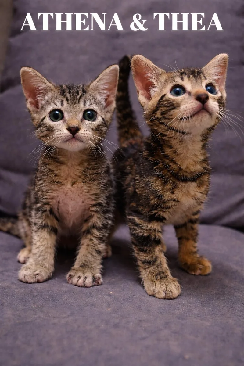 Athena And Thea thumbnail 4