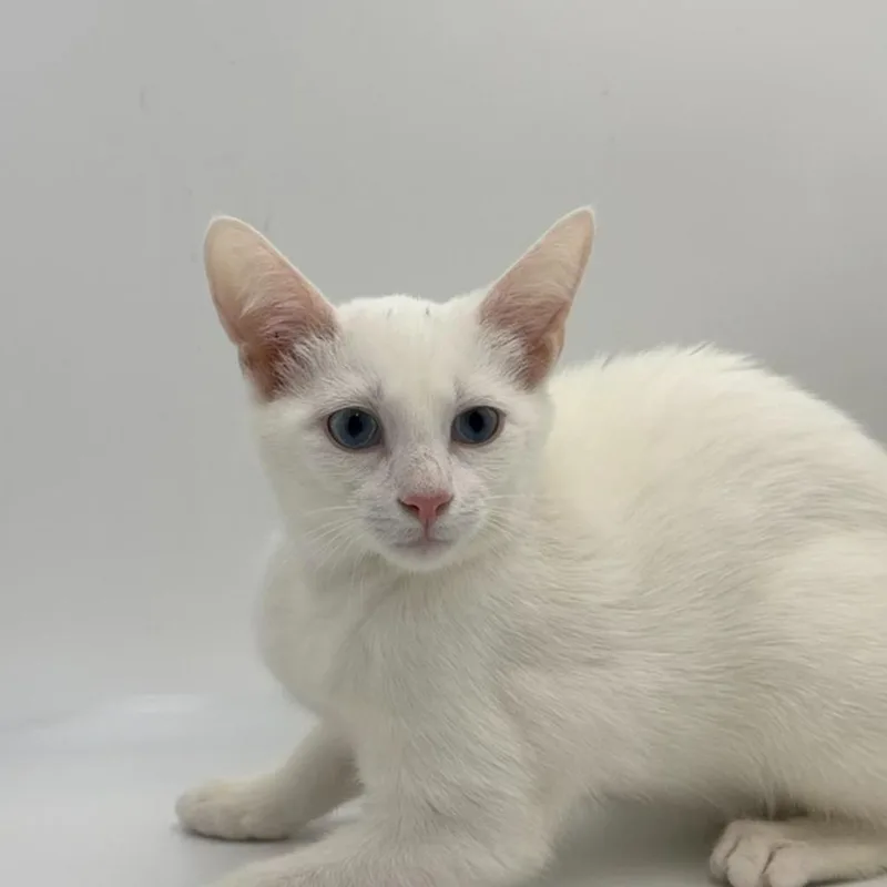 A baby small-sized female Domestic Short Hair cat named Charlatan for adoption in State College, PA