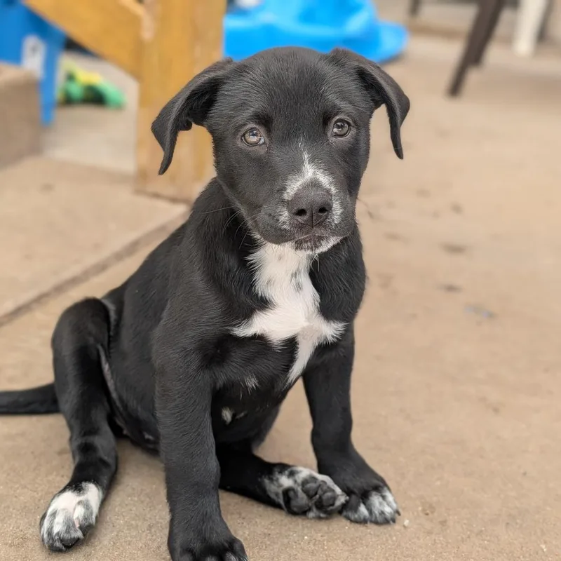 A baby medium-sized female Black Labrador Retriever dog named Sasha for adoption in Fenton, MI