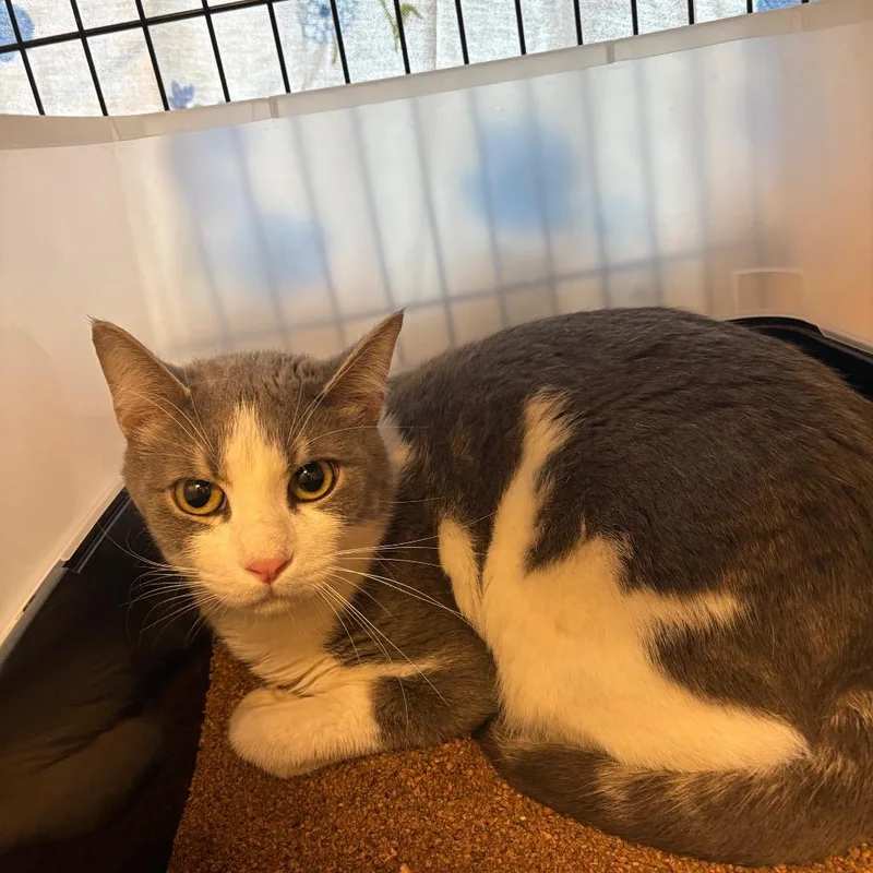 An adult small-sized male White American Shorthair cat named Cricket for adoption in Fulton, TX