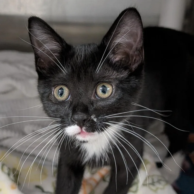 A baby medium-sized female Domestic Short Hair cat named Teeny for adoption in Shoreline, WA
