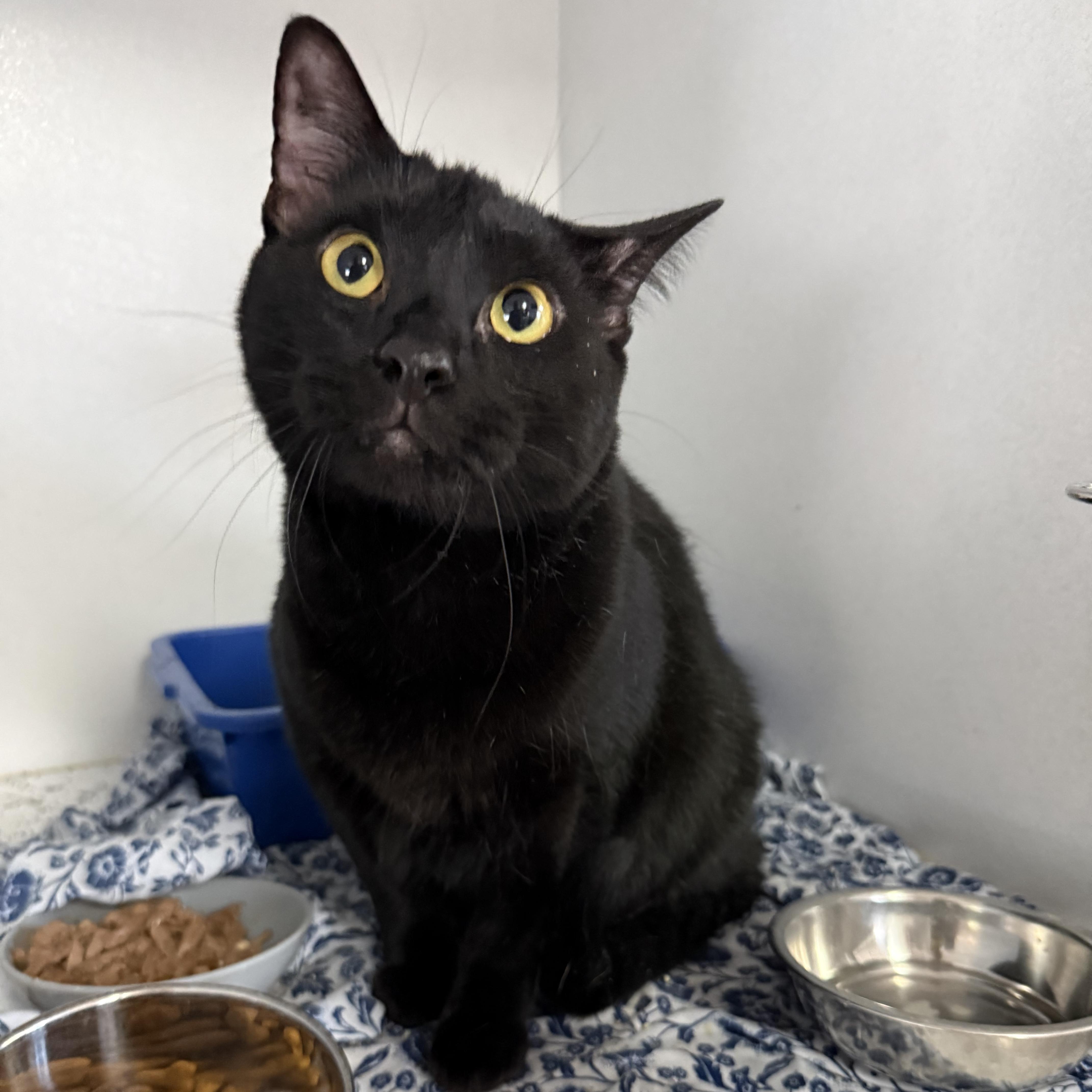 An adult medium-sized female Domestic Short Hair cat named Tiny for adoption in Columbia, SC