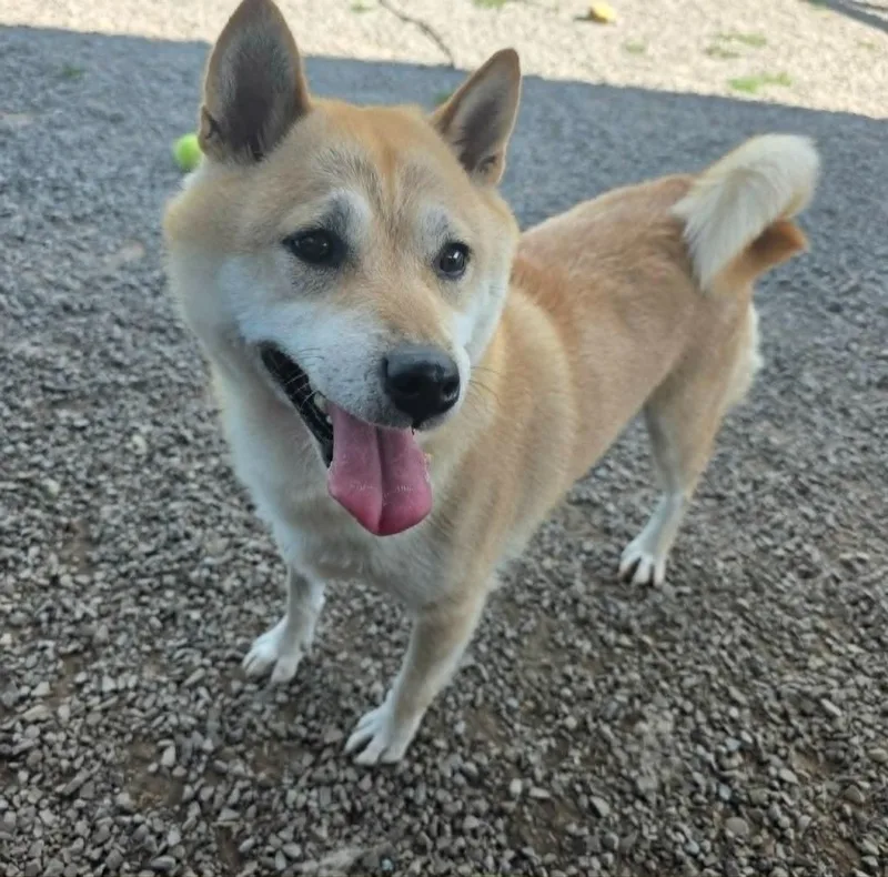 A senior medium-sized female Shiba Inu dog named Bonita for adoption in Sprakers, NY