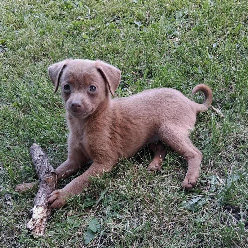 A baby small-sized female Red / Chestnut / Orange Chihuahua dog named Peanut for adoption in Fairmont, MN