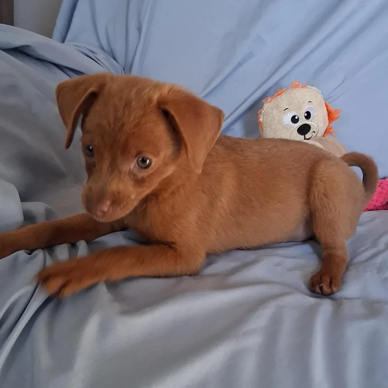 Peanut thumbnail 3