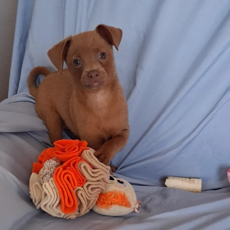 Peanut thumbnail 4
