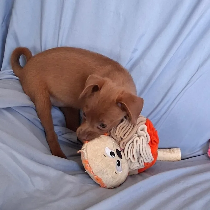 Peanut thumbnail 5