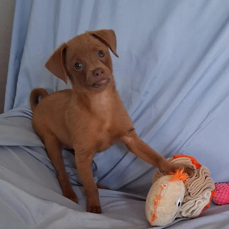 Peanut thumbnail 6