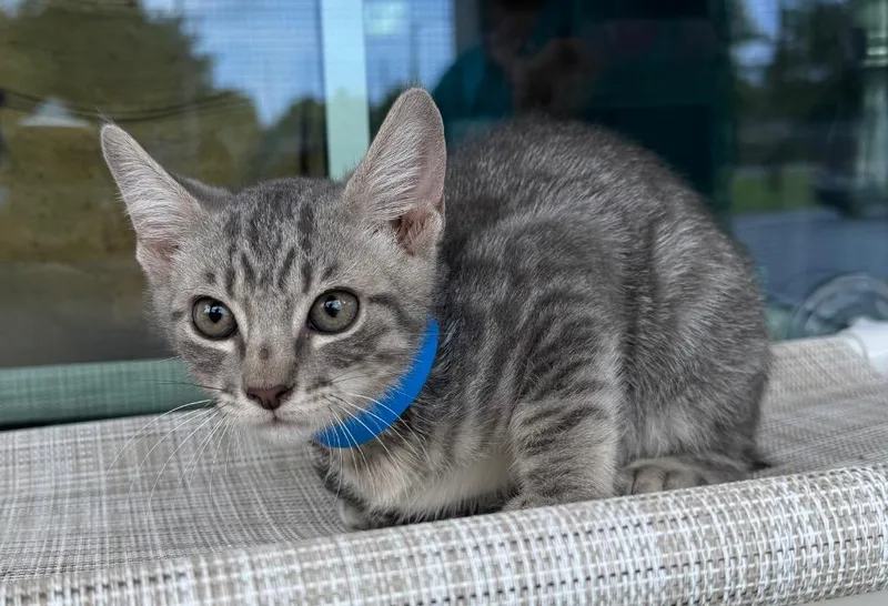 A baby medium-sized male Domestic Short Hair cat named Dillon for adoption in Kingsland, GA