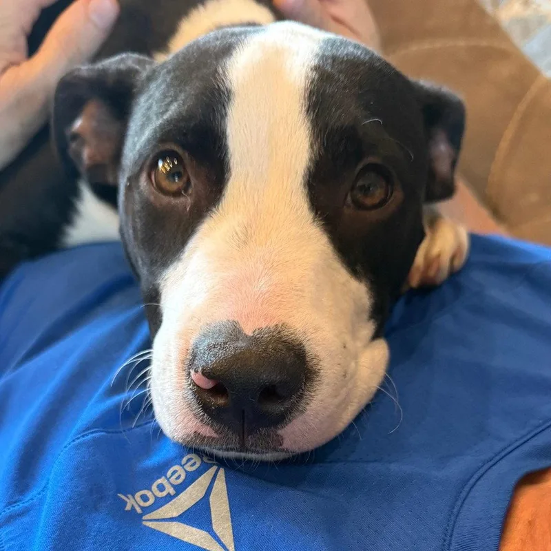A baby medium-sized female Terrier dog named Mocha Frappe for adoption in Bloomfield, CT