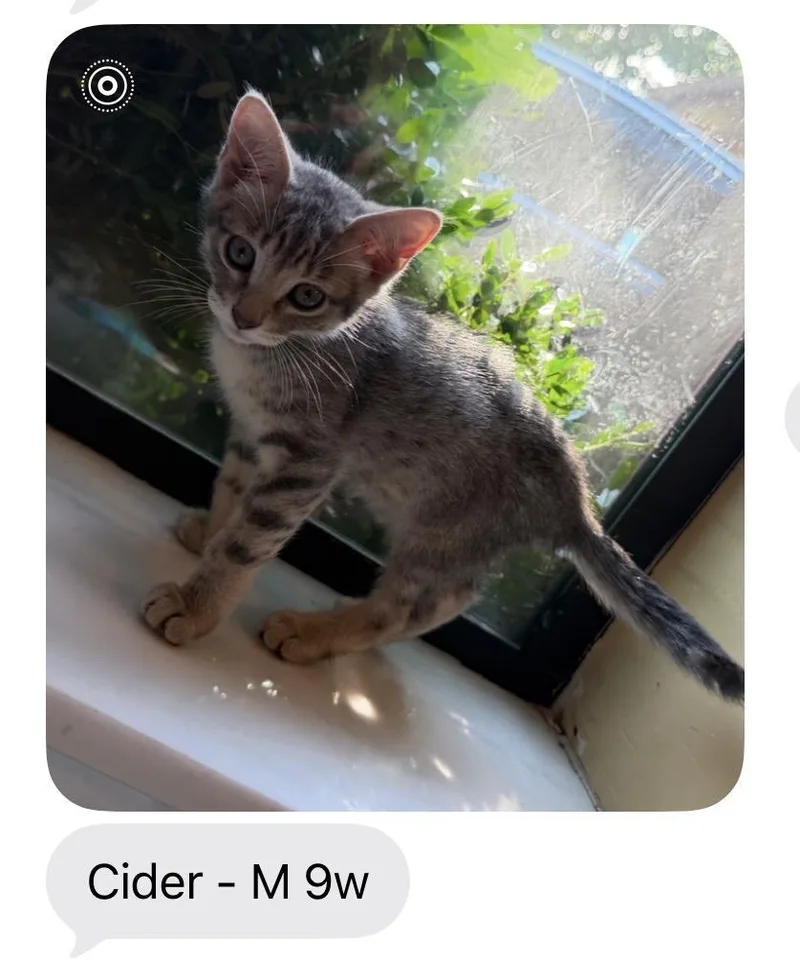 Cider thumbnail 3