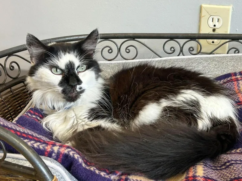 An adult medium-sized male Domestic Long Hair cat named Dunebuggy for adoption in Momence, IL