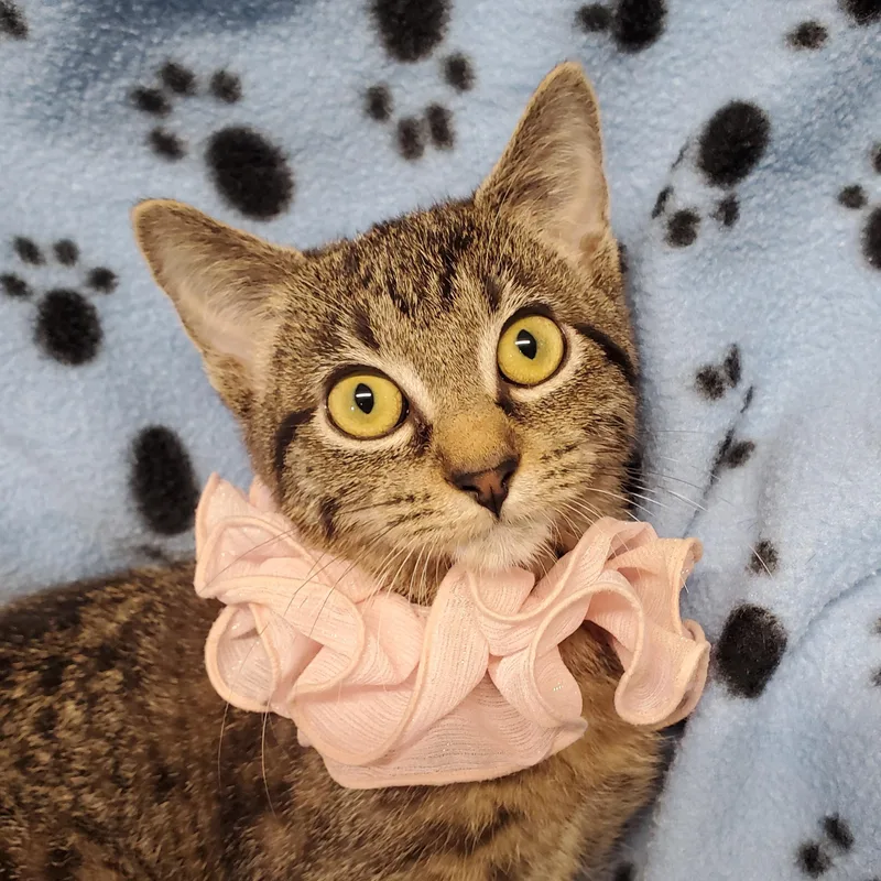 A baby medium-sized female Tabby (Brown / Chocolate) Domestic Short Hair cat named Eleanor for adoption in Marseilles, IL