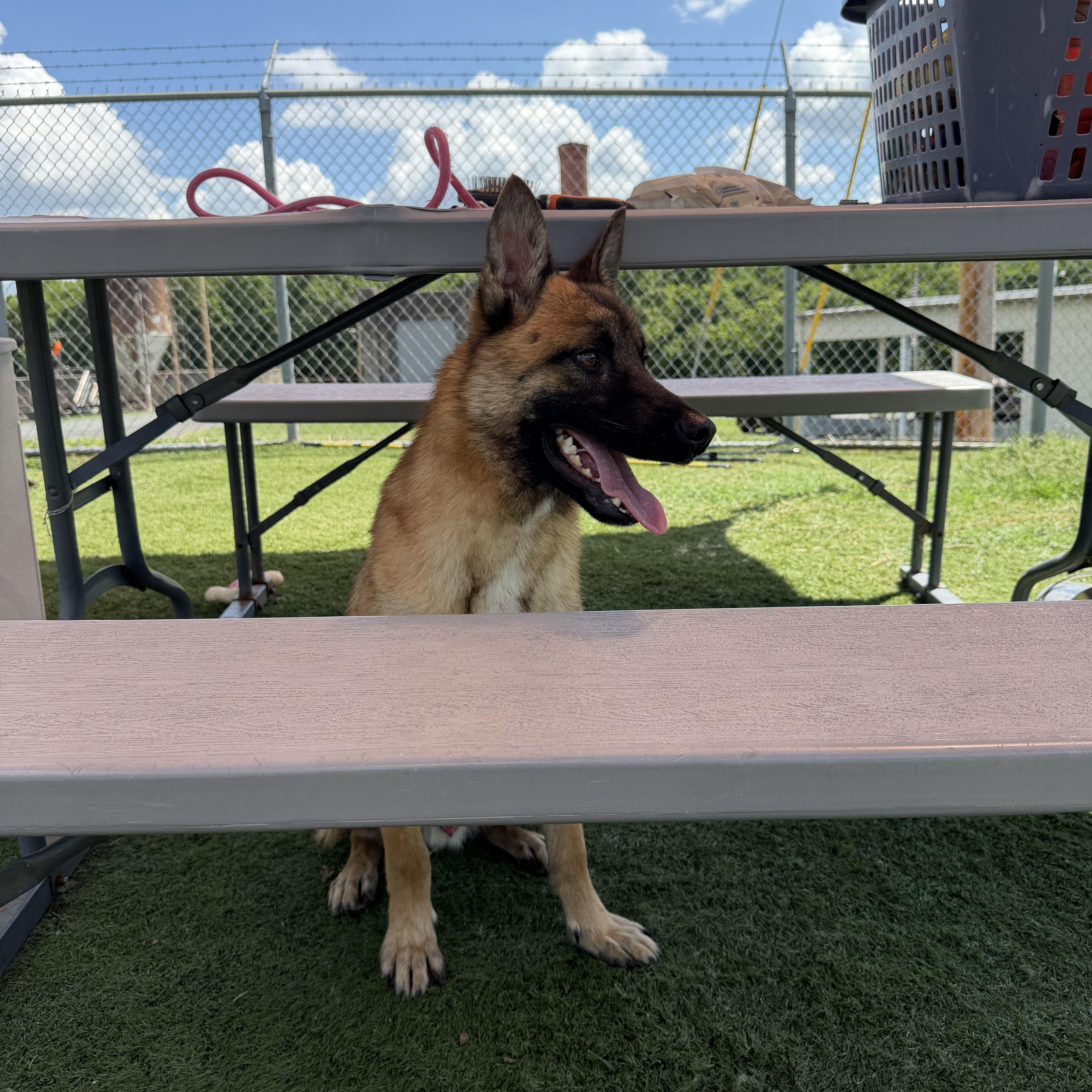 A young medium-sized male Belgian Shepherd / Malinois dog named Bruce for adoption in Albemarle, NC