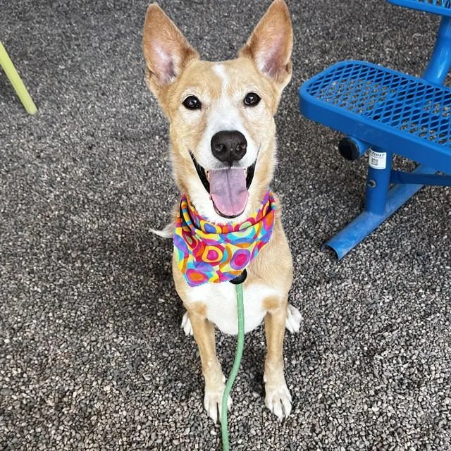 An adult large-sized male Carolina Dog dog named Loki for adoption in Mesa, AZ