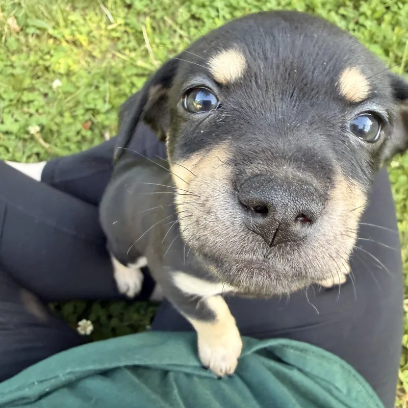 A baby medium-sized male Dachshund dog named Riot for adoption in Carmel, NY